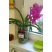 Орхидея Ванда Розовая 50см.